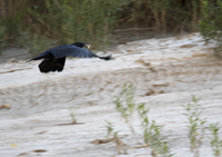 Raven and frog 5166